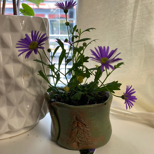 Mountain Brachyscome Violet Flower Pot “PICKUP ONLY”